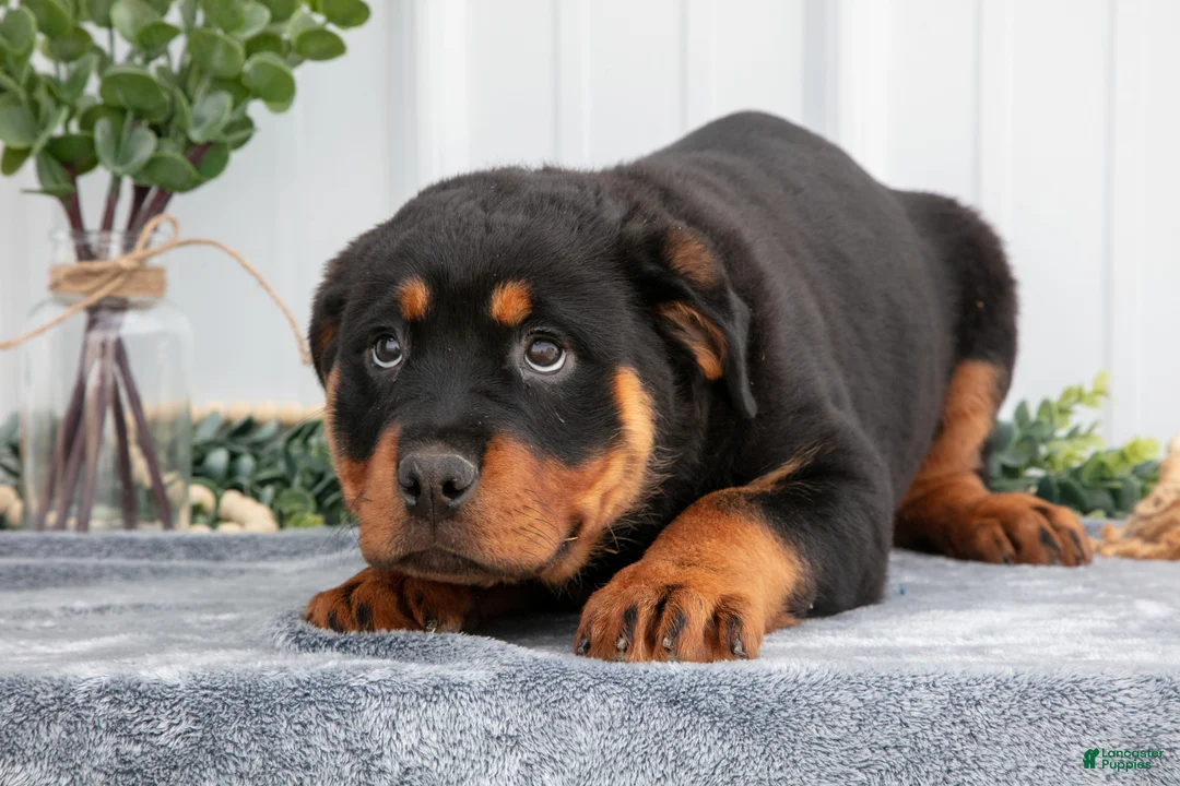 Rottweiler dogs for sale: Alina - Ad 3