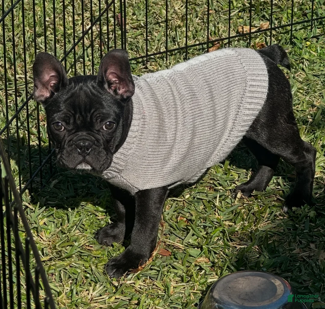 French Bulldog dogs for sale: Velvet  - Ad 2