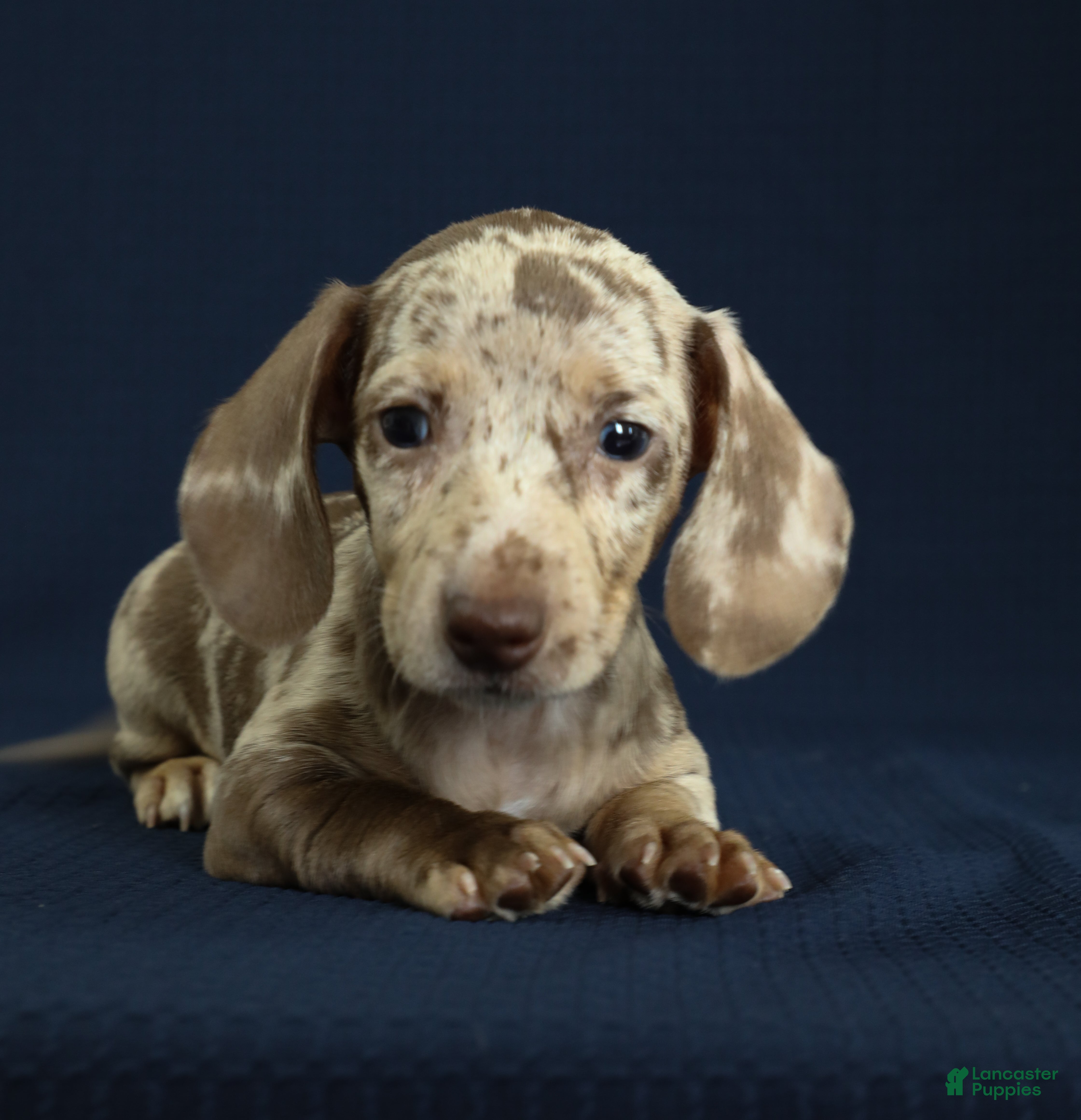 Miniature Dachshund dogs Isla 🦋 - Ad 2