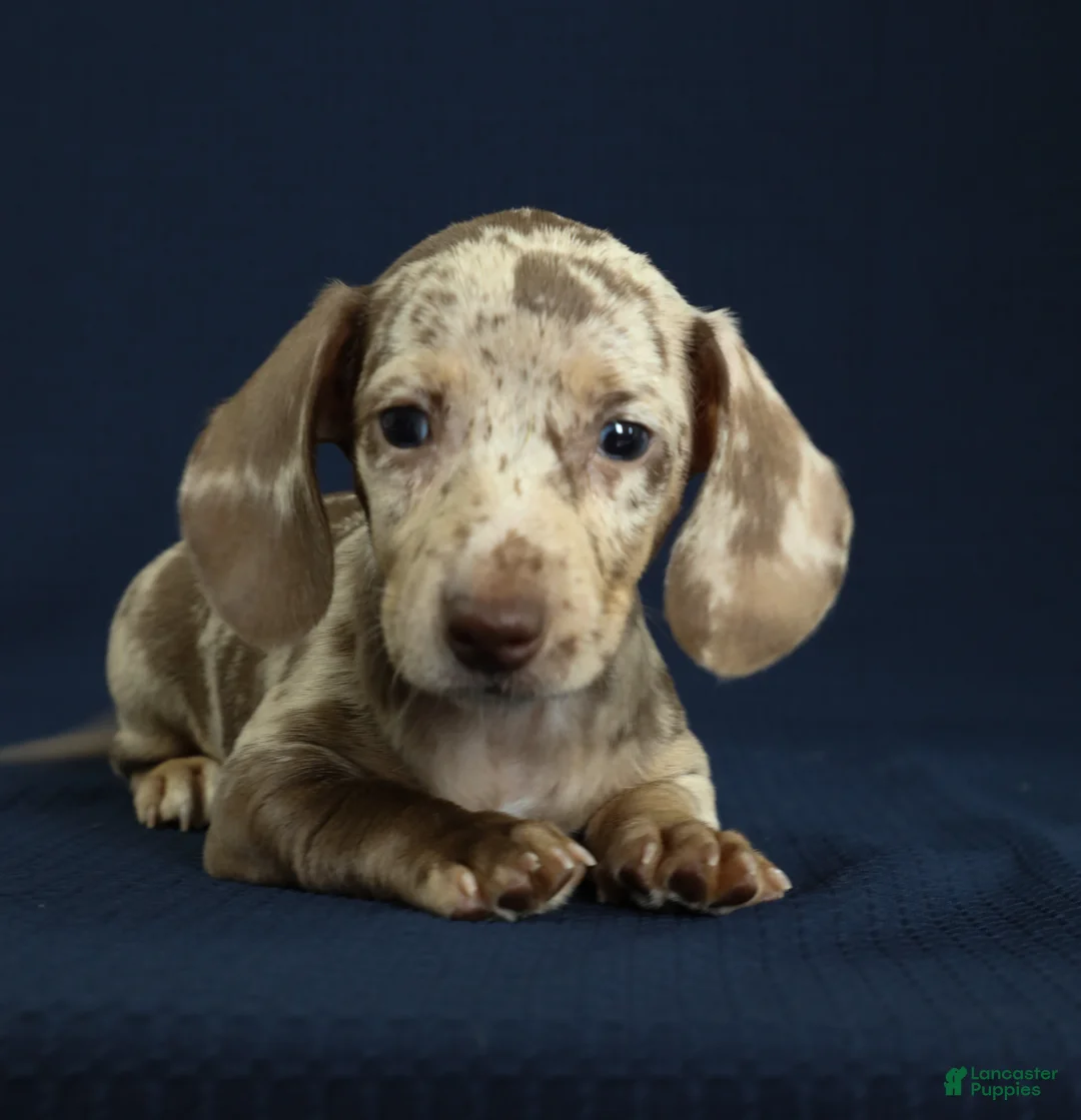 Miniature Dachshund dogs for sale: Isla 🦋 - Ad 2