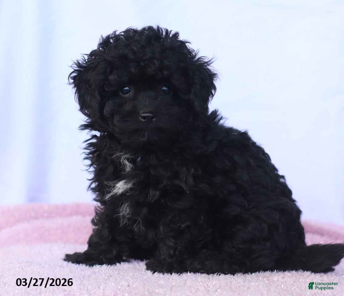 Toy Poodle dogs Kingston - Ad 2