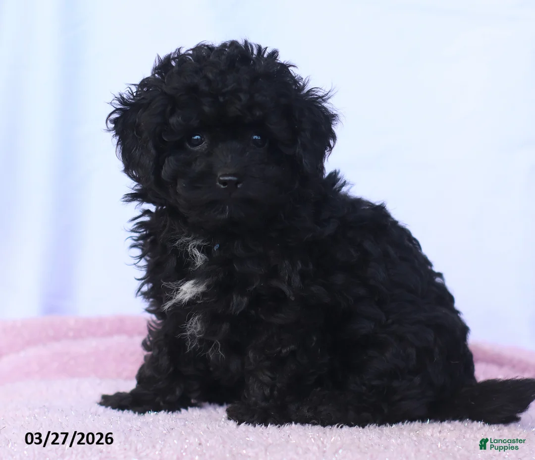 Toy Poodle dogs for sale: Kingston - Ad 2