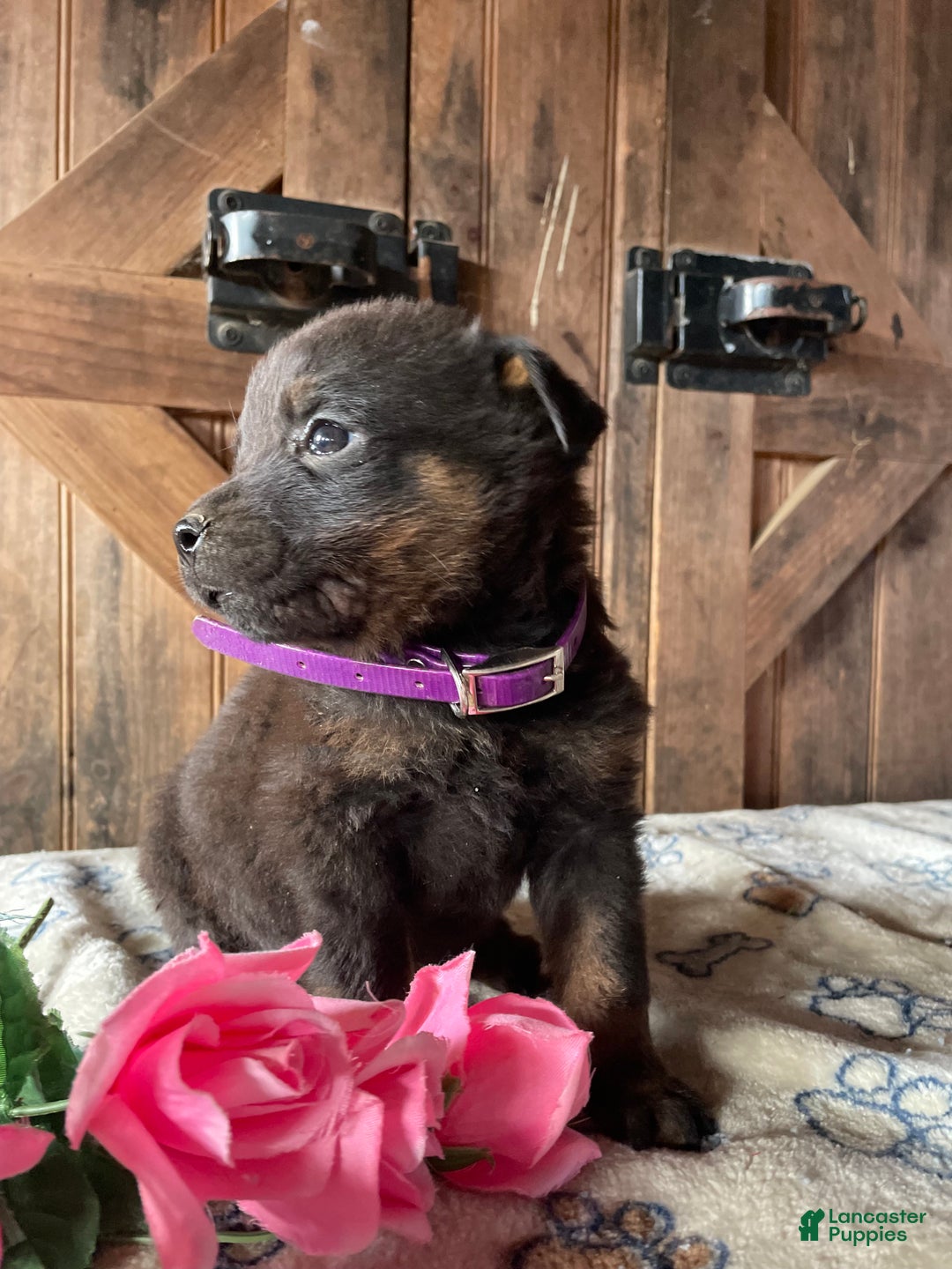 Rottweiler dogs for sale: Brutus - Ad 4