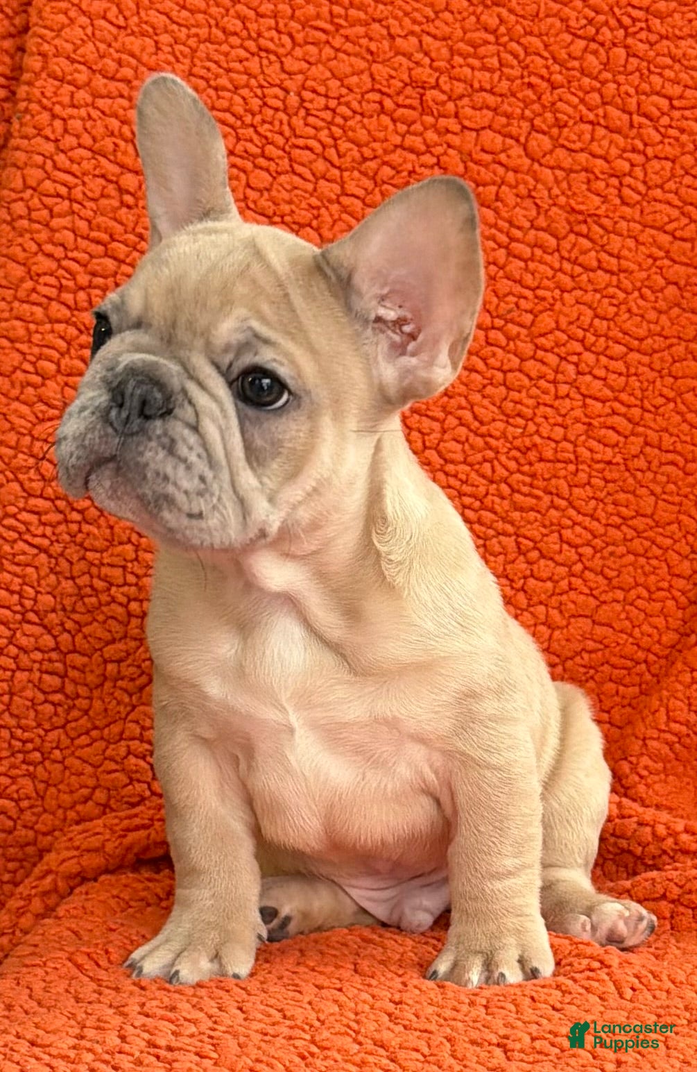 French Bulldog dogs for sale: French Bulldog Puppy 1 - Ad 1