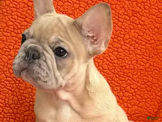 French Bulldog dogs French Bulldog Puppy 1 - Ad 24