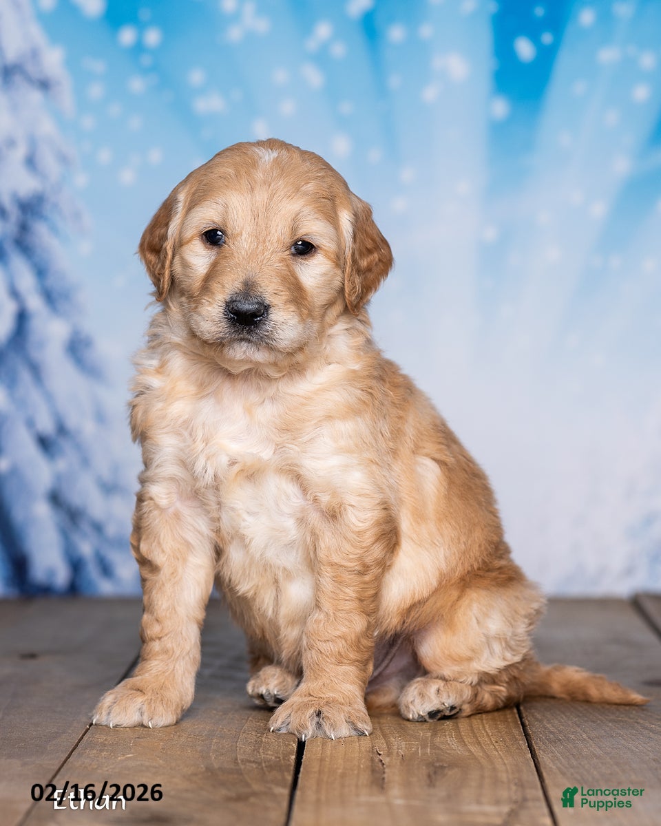 Goldendoodle dogs Ethan - Ad 1