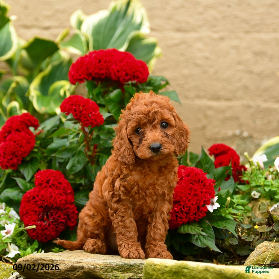 Miniature Poodle dogs Sugar Plum - Ad 2