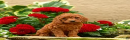 Miniature Poodle dogs for sale: Sugar Plum - Ad 2