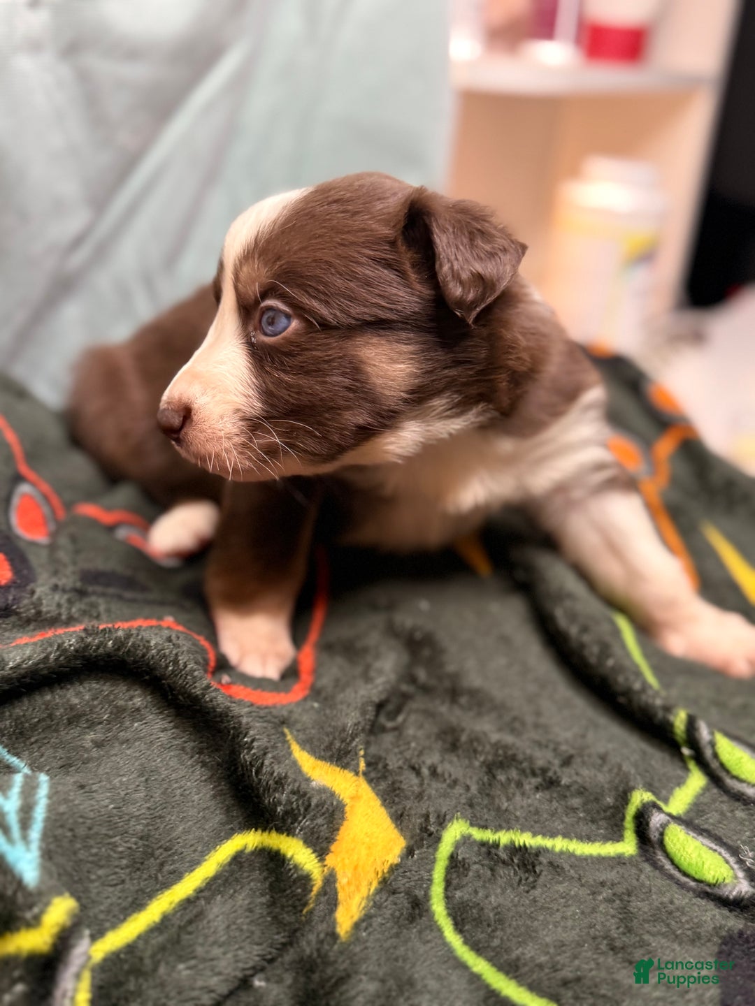 Mixed Breed dogs for sale: Cookie - Ad 3