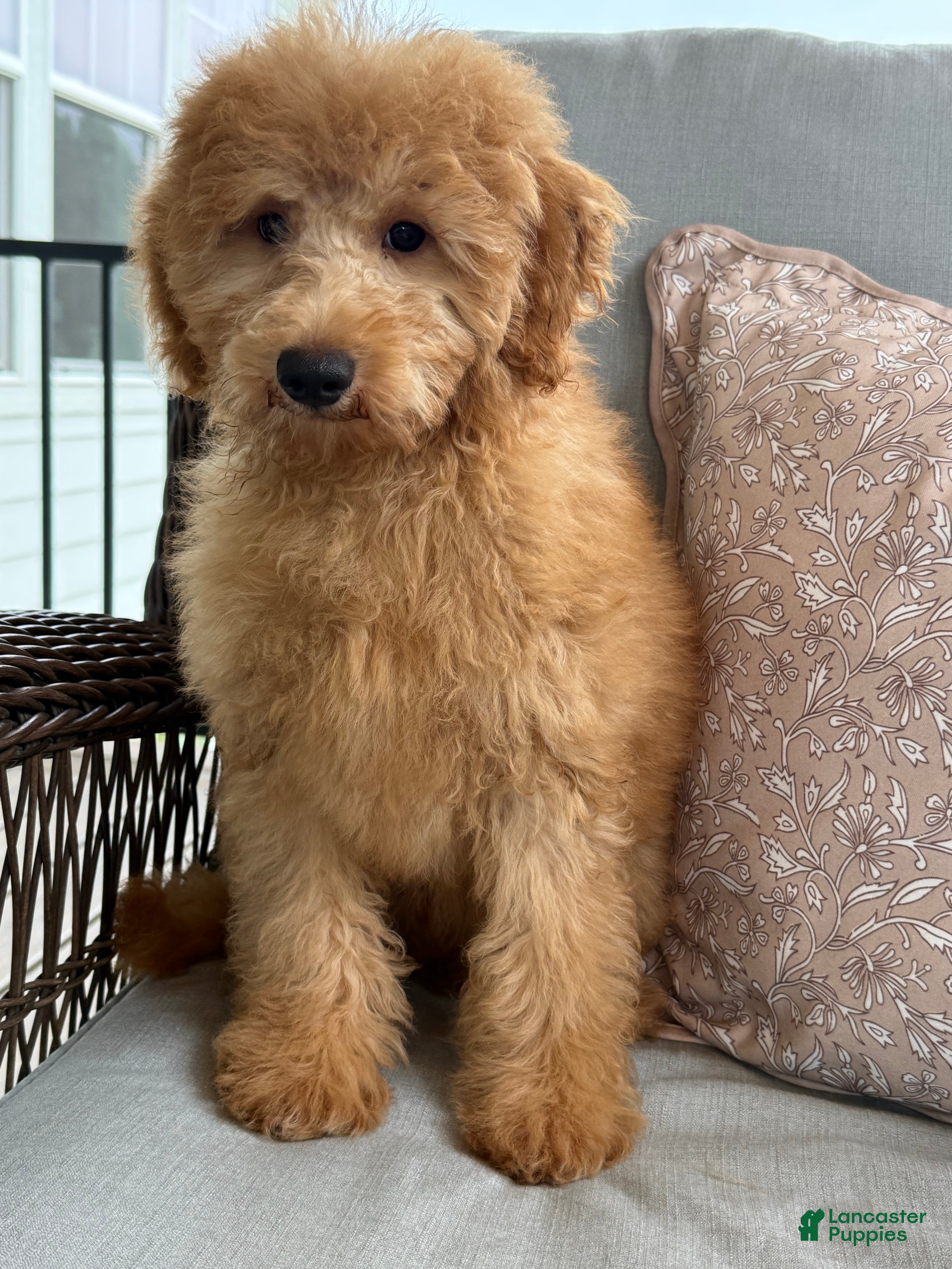 Mini Goldendoodle dogs Mini Goldendoodle 1 - Ad 2