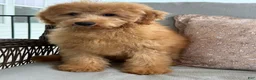Mini Goldendoodle dogs for sale: Mini Goldendoodle 1 - Ad 2