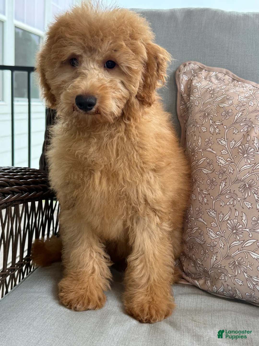 Mini Goldendoodle dogs for sale: Mini Goldendoodle 1 - Ad 2