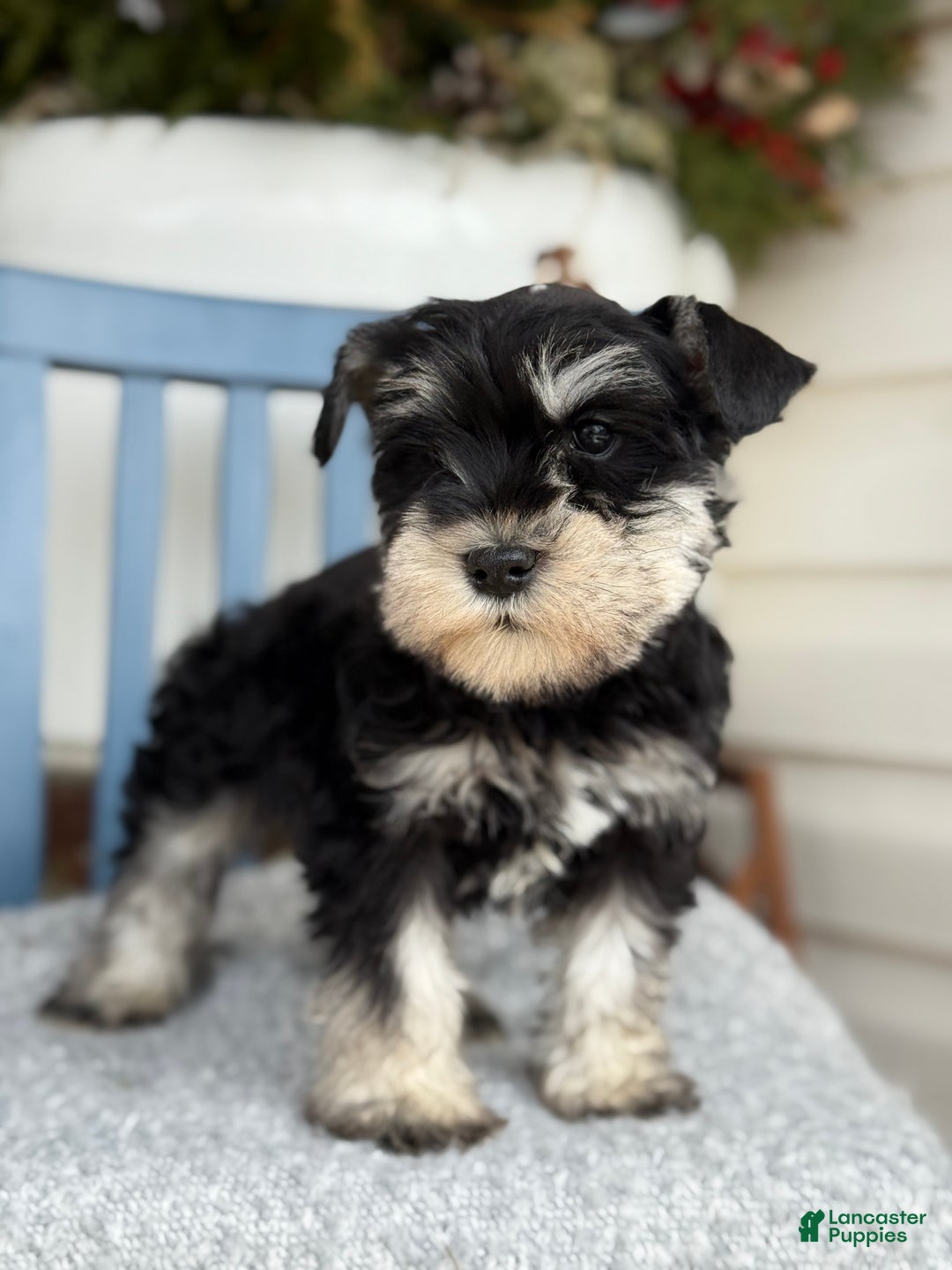 Miniature Schnauzer dogs for sale: Deacon - Ad 8