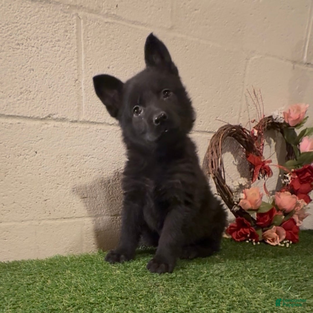 German Shepherd dogs for sale: Sussie B - Ad 7