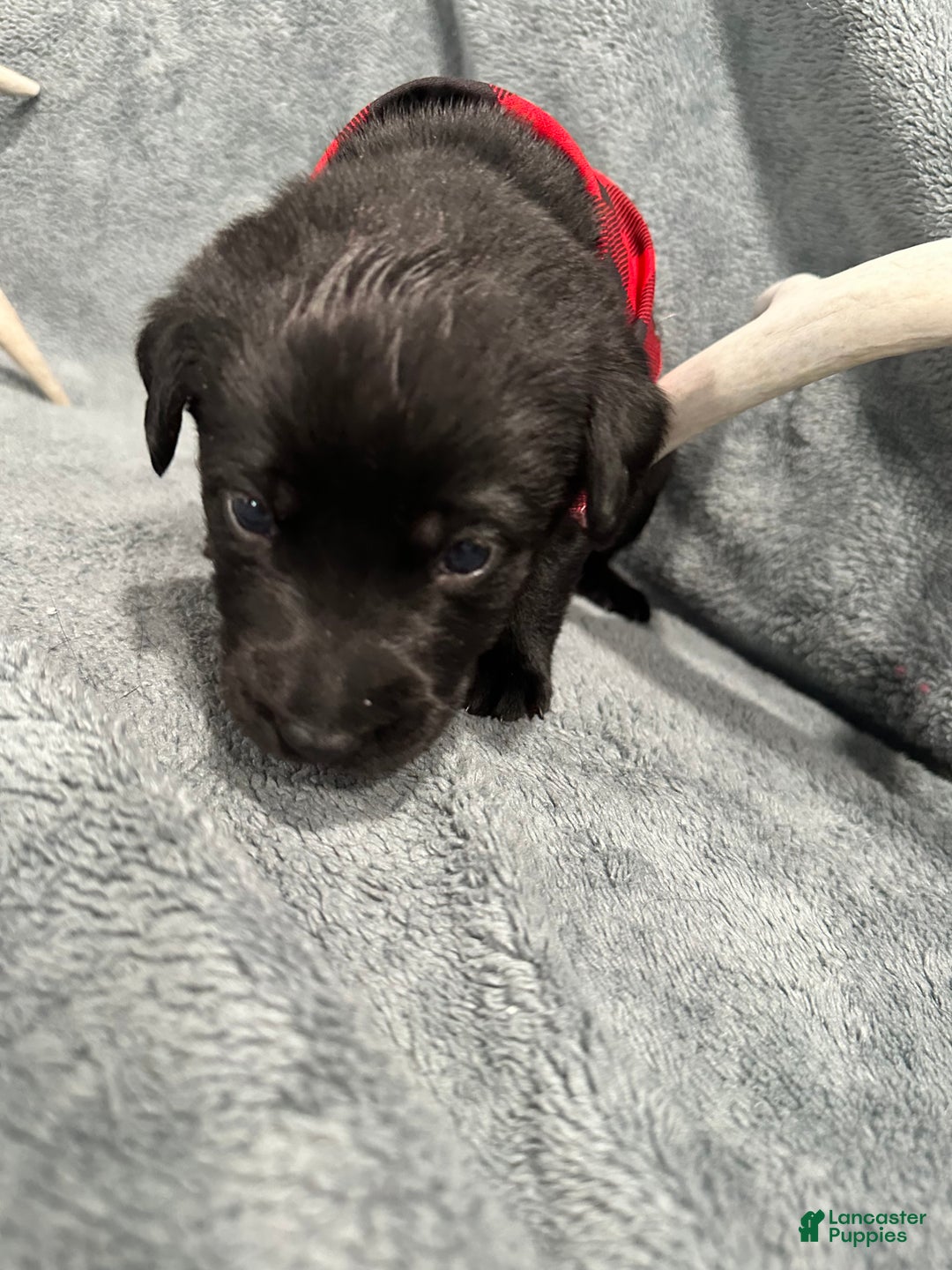 Labrador Retriever dogs for sale: Remington  - Ad 4