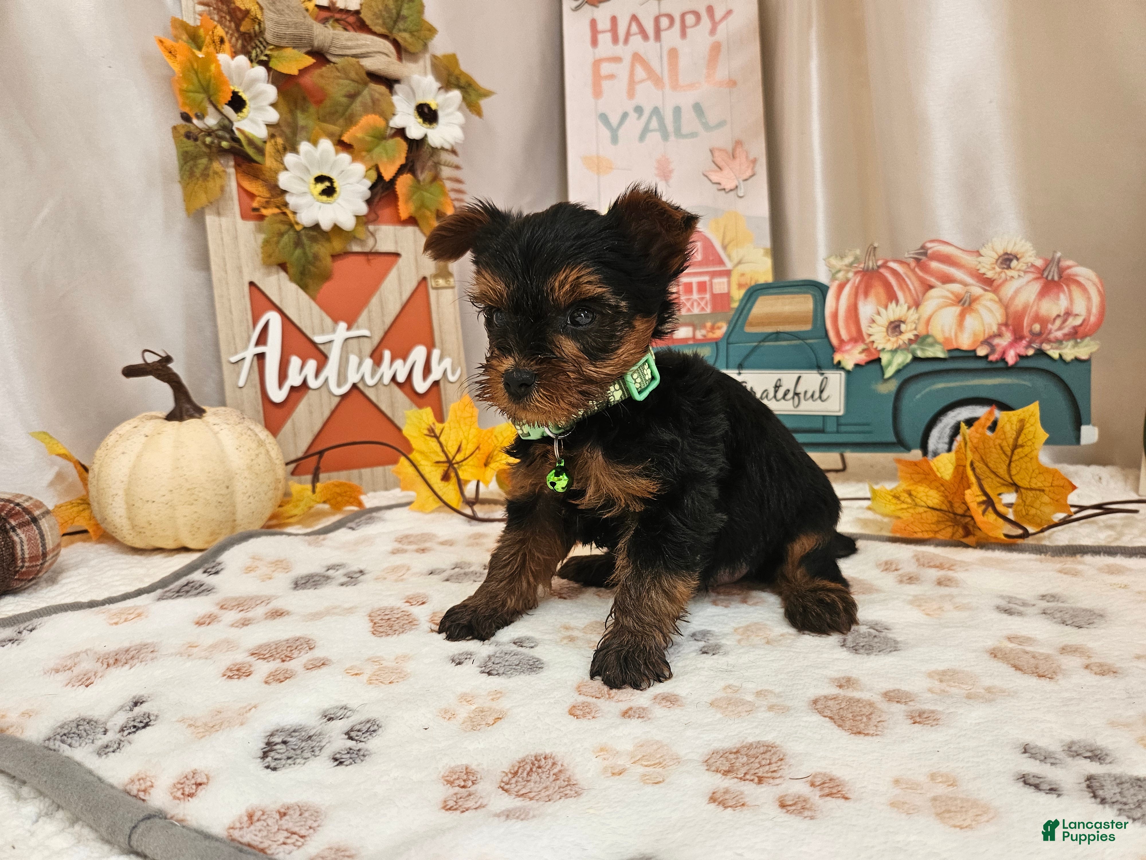 Yorkshire Terrier dogs for sale: Mason Jay - Ad 3