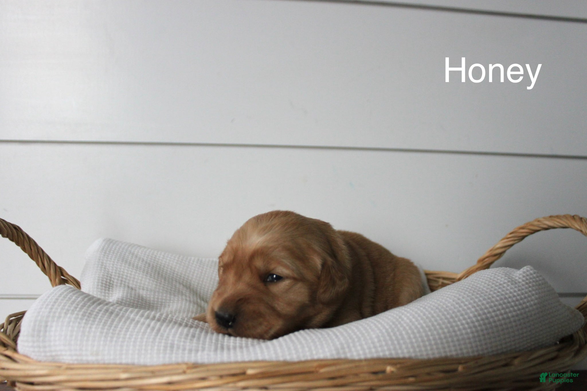 Golden Retriever dogs Honey  - Ad 2