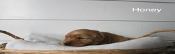 Golden Retriever dogs for sale: Honey  - Ad 2