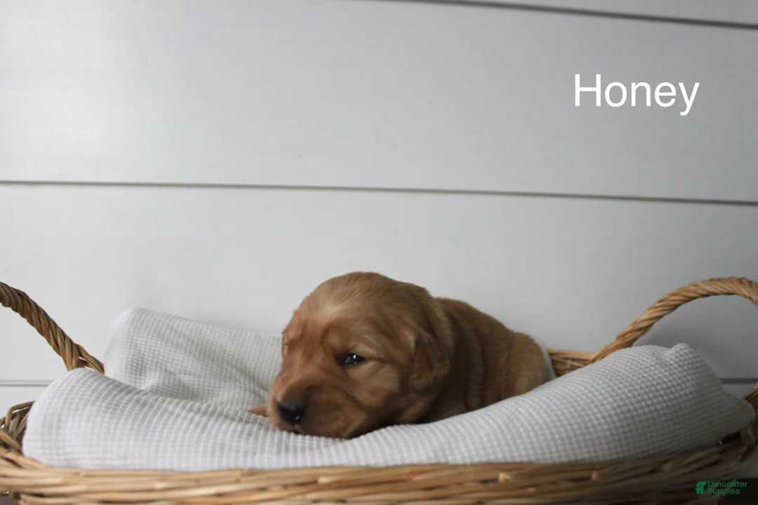 Golden Retriever dogs for sale: Honey  - Ad 2