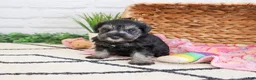Miniature Schnauzer dogs for sale: Maram  - Ad 4