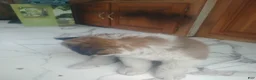 Saint Bernard dogs for sale: Saint Bernard Puppy 3 - Ad 4