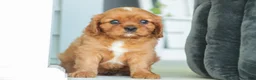 Cavalier King Charles Spaniel dogs for sale: Grady Cavalier King Charles Spaniel  - Ad 4