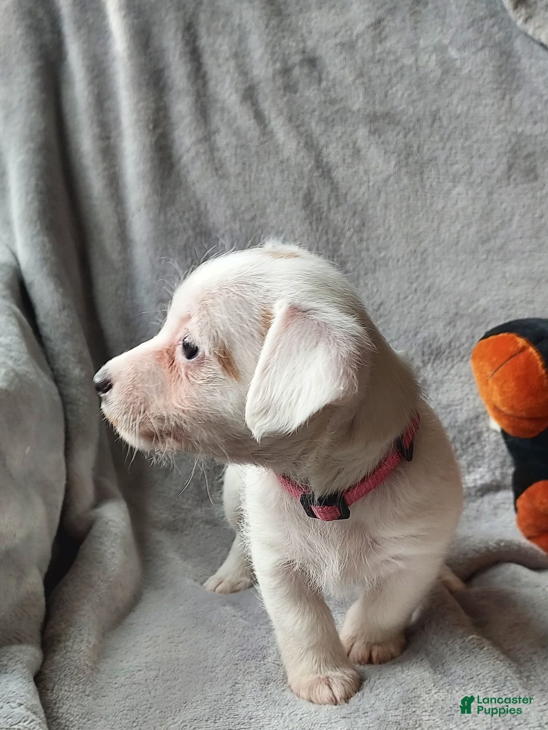 Jackapoo dogs for sale: Fiona - Ad 2