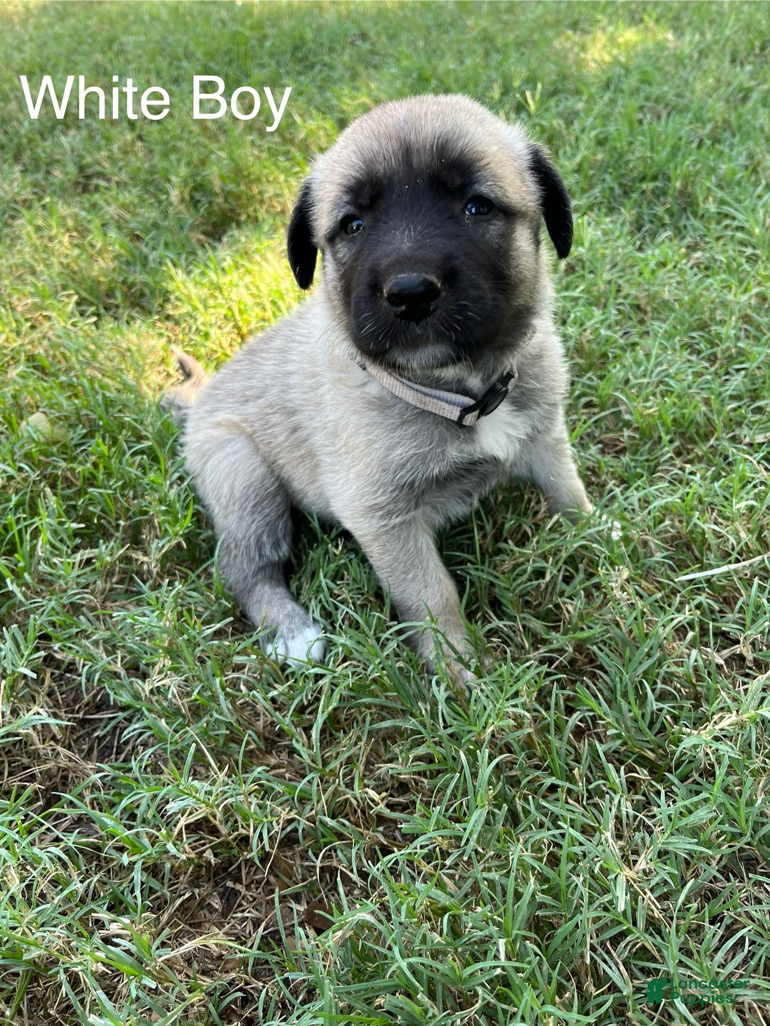 Turkish Kangal dogs White Boy - Ad 8