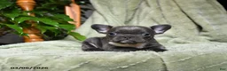 French Bulldog dogs for sale: Abby - Ad 3