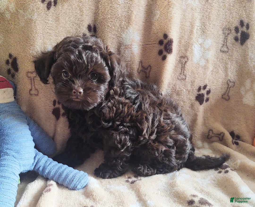 Maltipoo dogs for sale: Chocolate Pickle - Ad 7