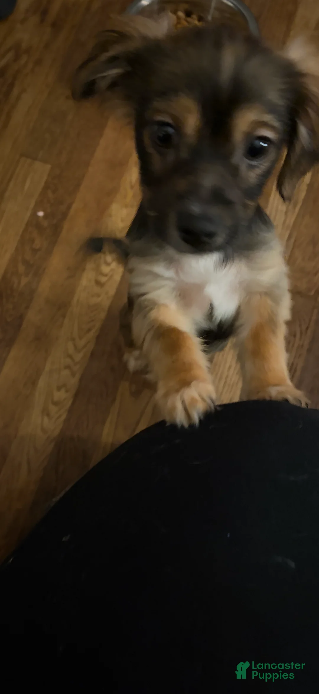 Pomchi dogs for sale: Pomchi Puppy 2 - Ad 2