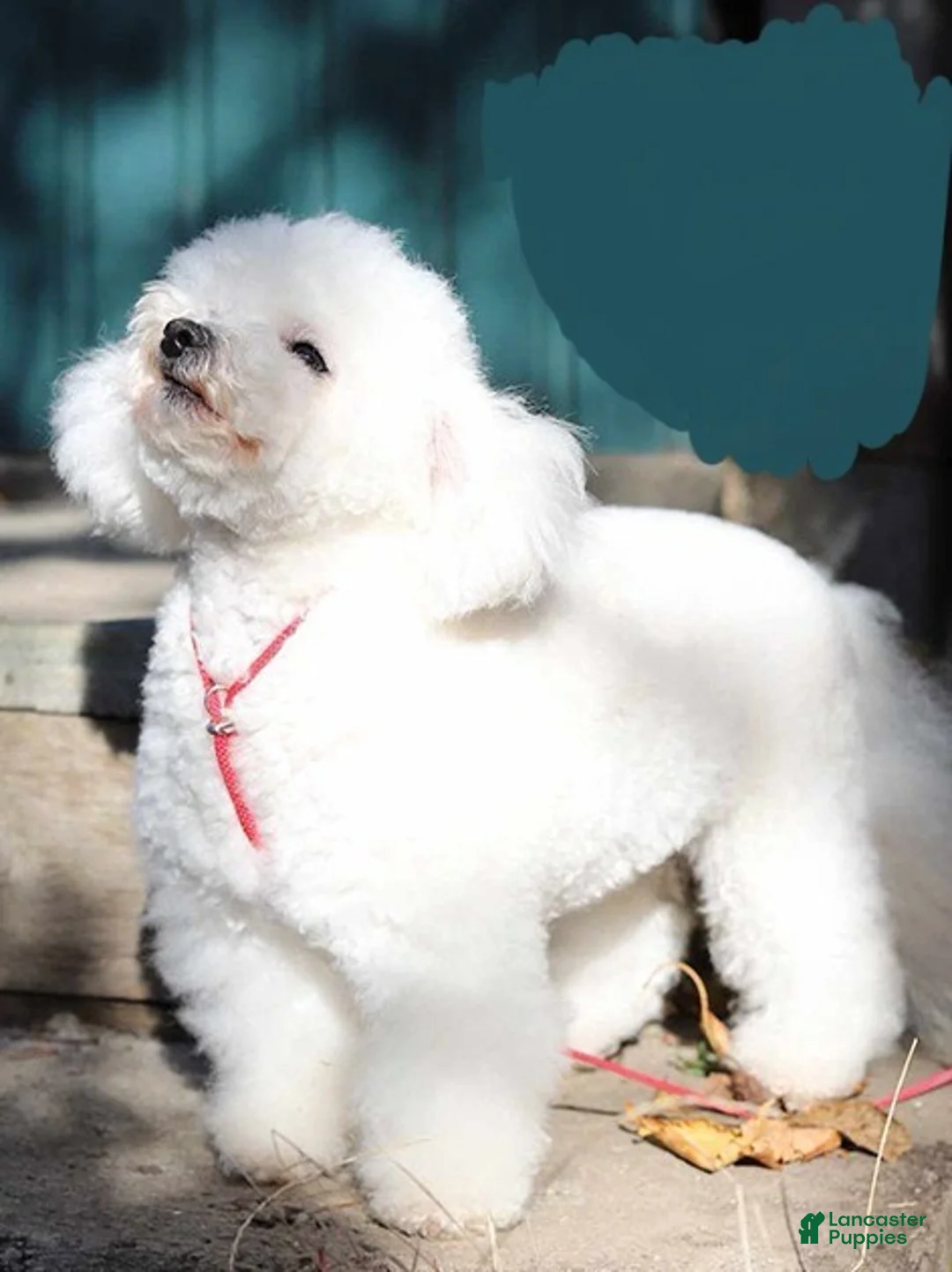 Mixed Breed dogs for sale: Sugar - Ad 4