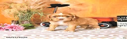 Cocker Spaniel dogs for sale: Rose  - Ad 1