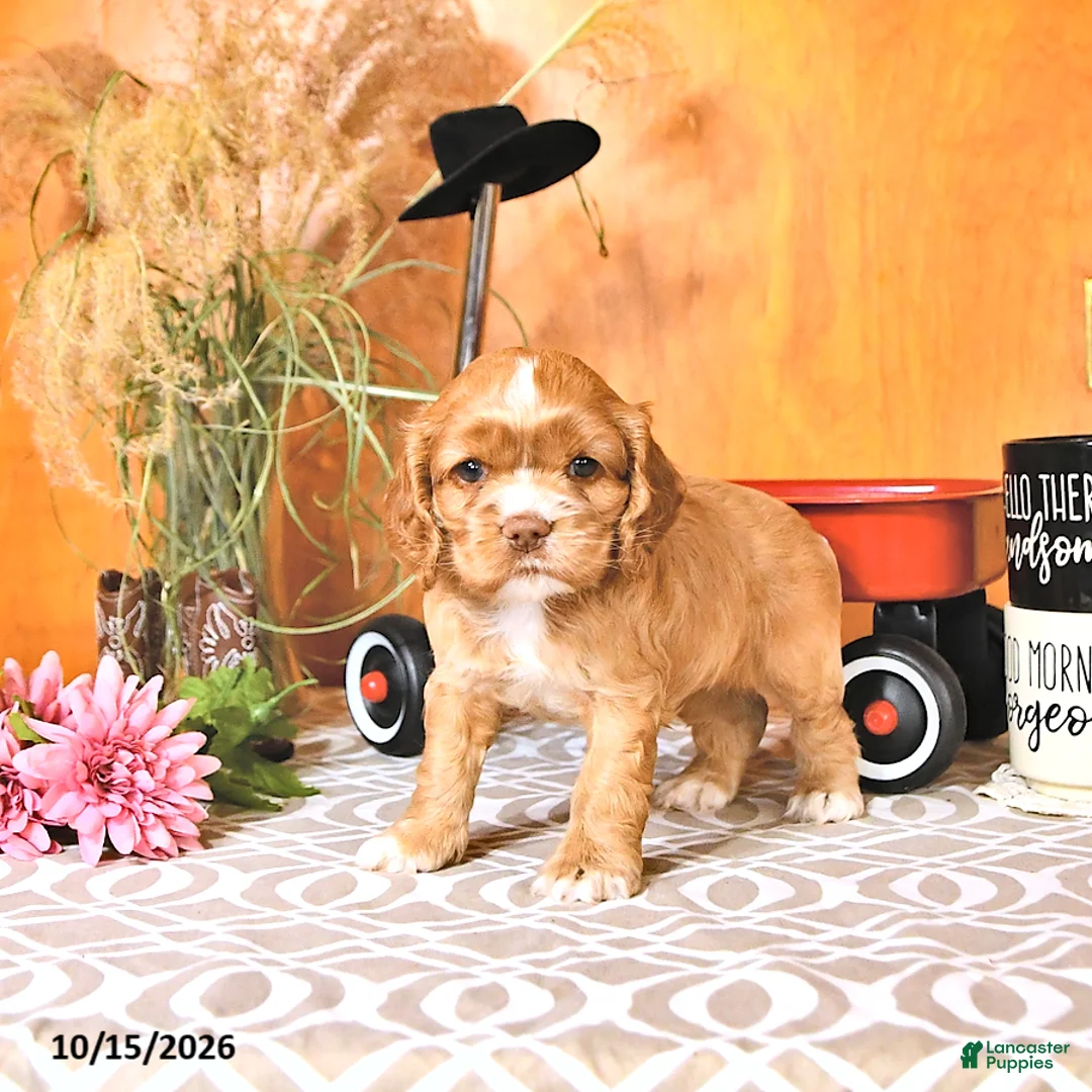 Cocker Spaniel dogs for sale: Rose  - Ad 1