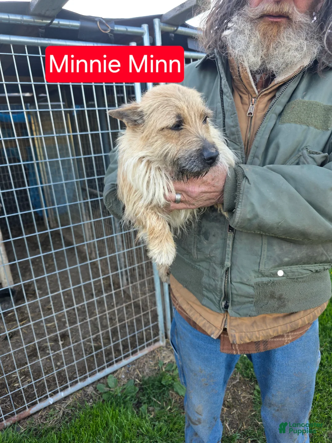 Cairn Terrier dogs for sale: Cairn Terrier 1 - Ad 5