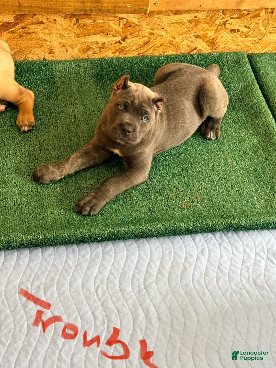 Cane Corso dogs for sale: Trouble - Ad 2