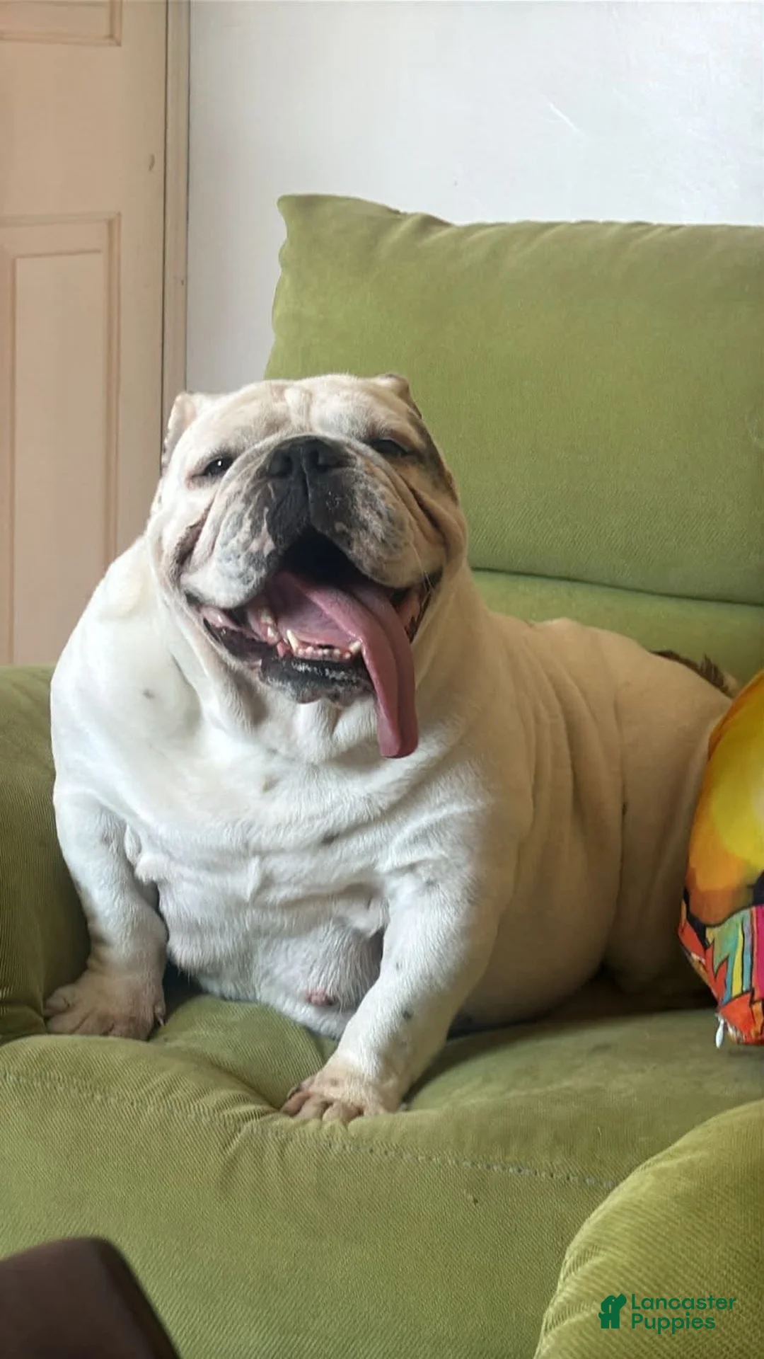 English Bulldog dogs for sale: English Bulldog 2 - Ad 3