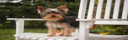 Yorkshire Terrier dogs for sale: Junior - Ad 11