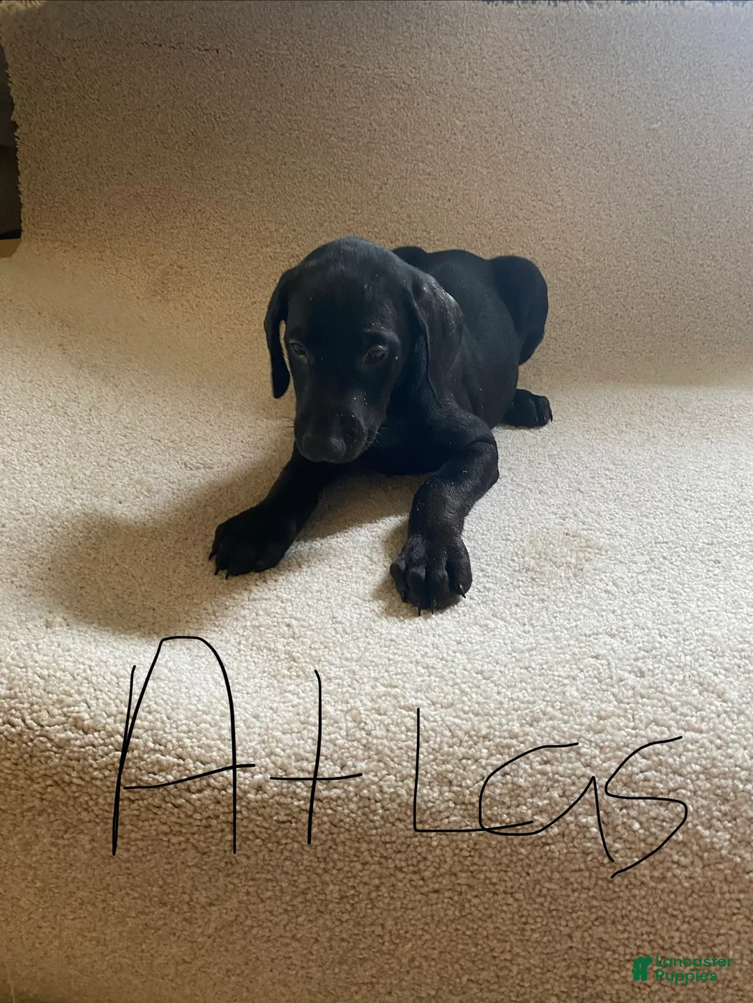 Doberman Pinscher dogs for sale: Doberman Pinscher Puppy 7 - Ad 1