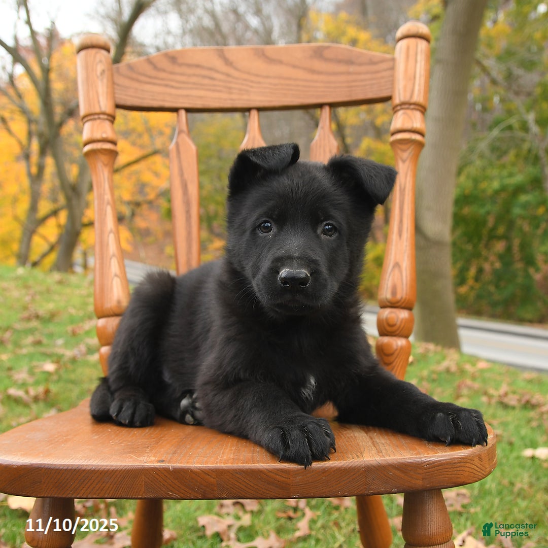 German Shepherd dogs for sale: Moose - Ad 3