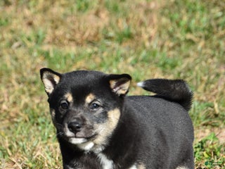 Shiba Inu dogs Beauty - Ad 37