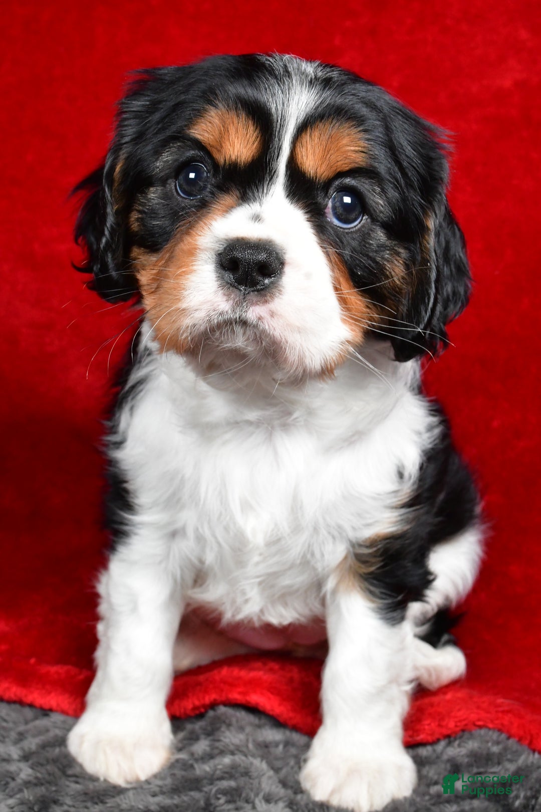 Cavalier King Charles Spaniel dogs for sale: Penny - Ad 4