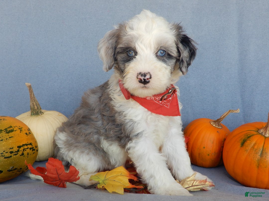 Sheepadoodle dogs for sale: Panda (medium) - Ad 53