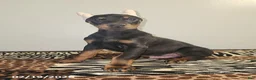 Doberman Pinscher dogs for sale: Robbie - Ad 2