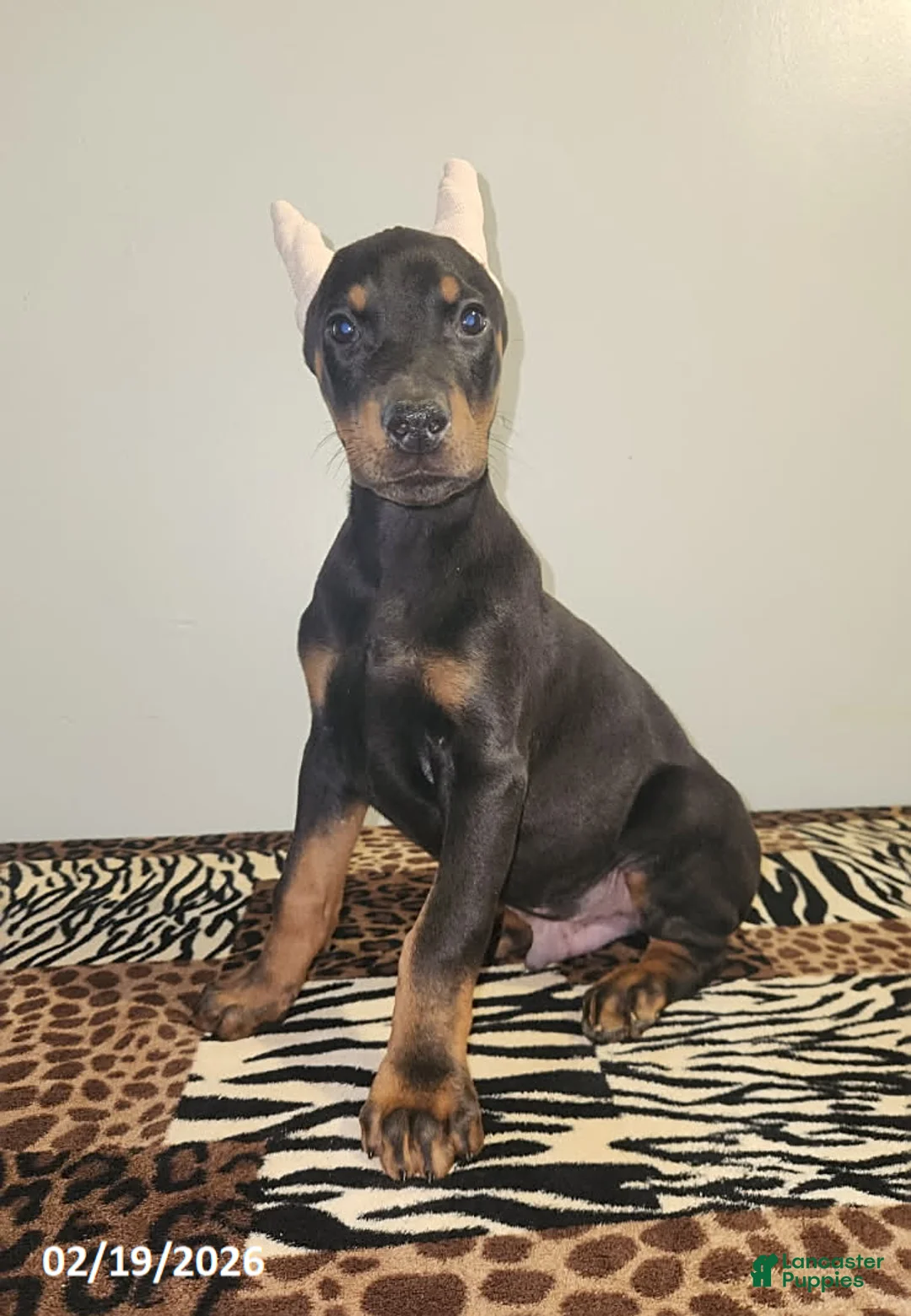 Doberman Pinscher dogs for sale: Robbie - Ad 2