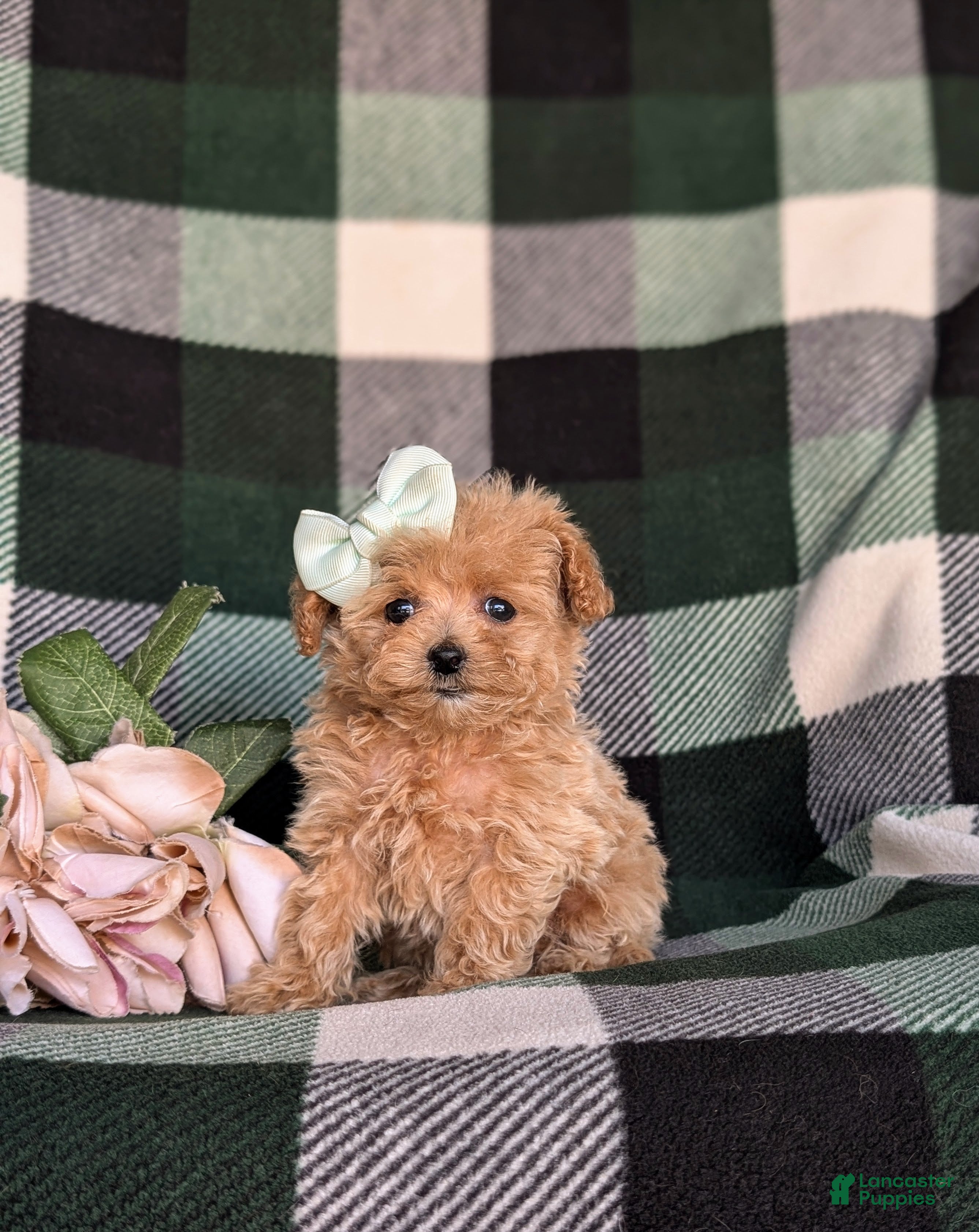 Maltipoo dogs Candace 8 lbs Full Grown - Ad 1