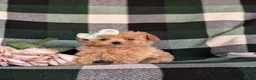 Maltipoo dogs for sale: Candace 8 lbs Full Grown - Ad 1