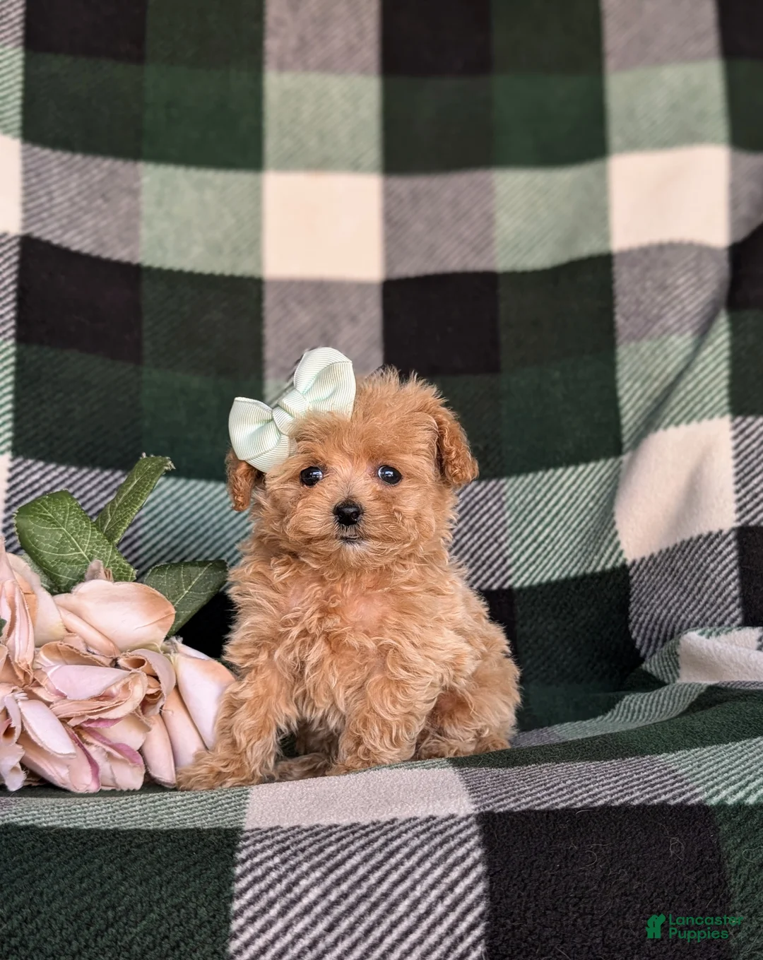 Maltipoo dogs for sale: Candace 8 lbs Full Grown - Ad 1