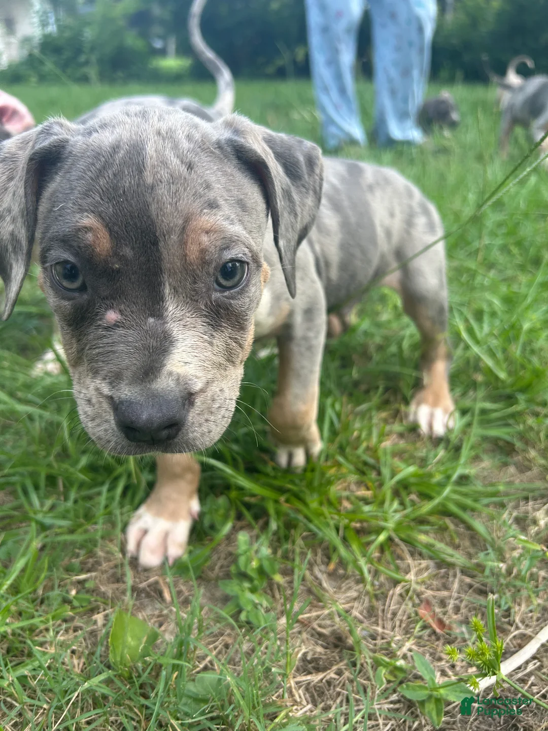 American Pit Bull Terrier dogs for sale: American Pit Bull Terrier 3 - Ad 2