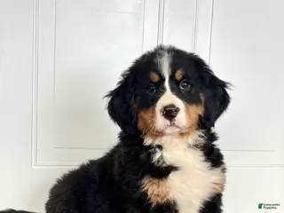 Bernese Mountain Dog dogs Magnum ❤️AKC Registration❤️Call 717-786-6987 - Ad 30